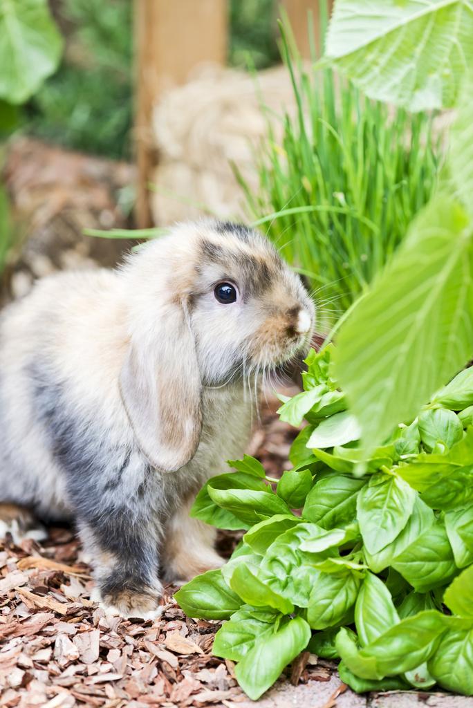 Kaninchen Ernährung